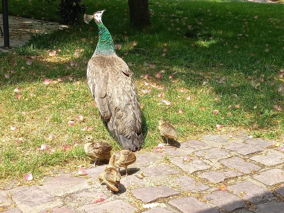 Garden, Animals