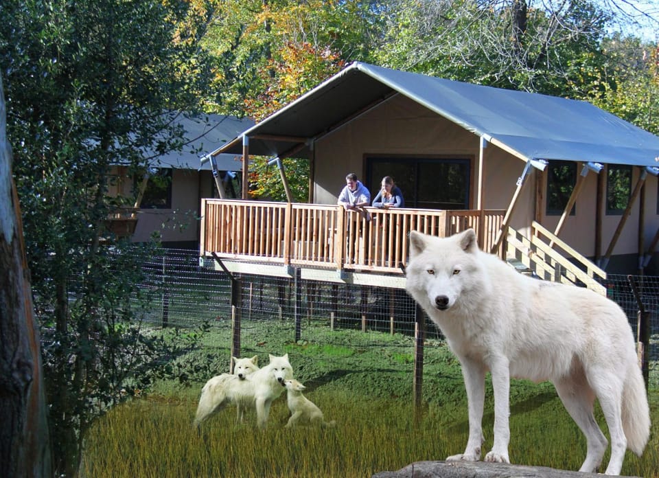 Cerza Safari Lodge Luxury tent in Normandy