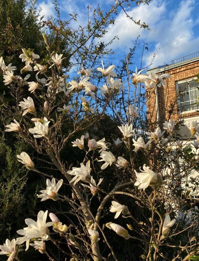 Spring, Day, Garden, Garden view