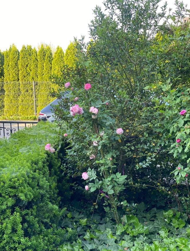 Spring, Day, Natural landscape, Garden, Garden view