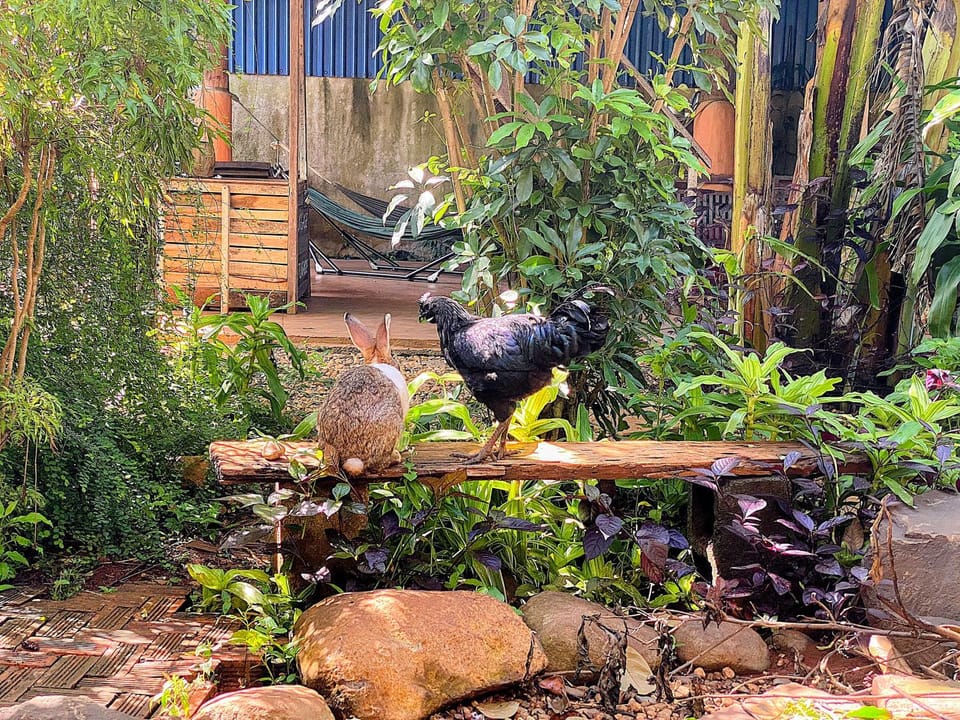Animals, Garden view