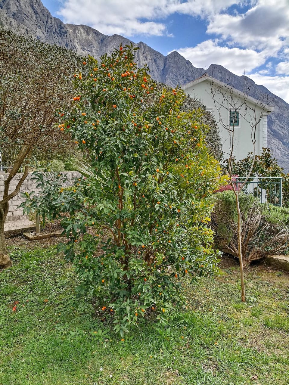 Natural landscape, Garden, Garden, Garden view, Mountain view