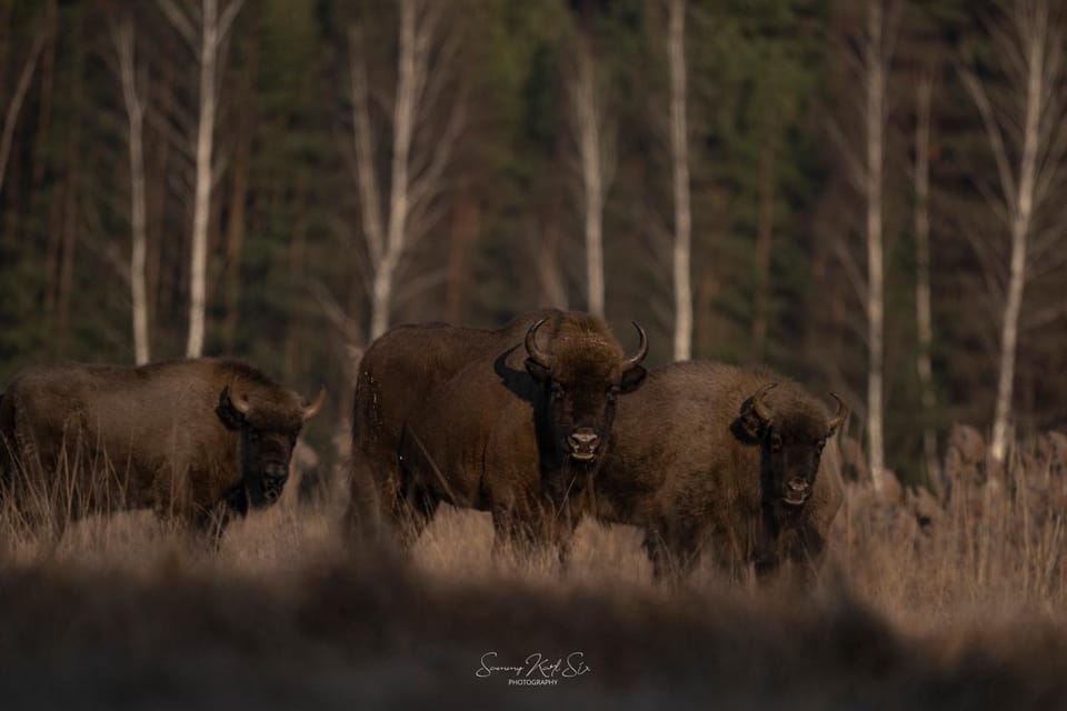 Natural landscape, Animals