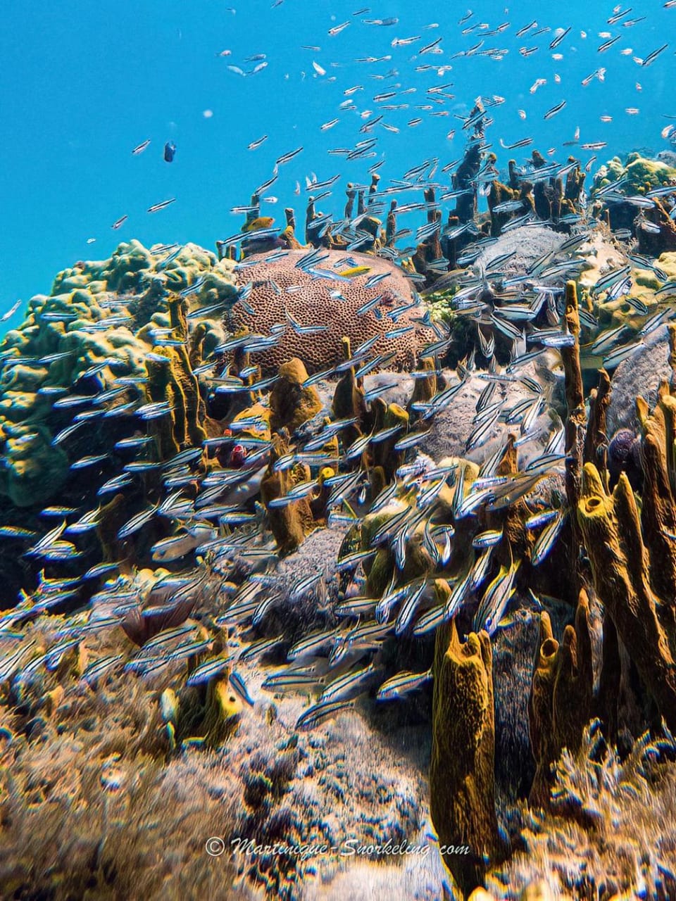 Snorkeling