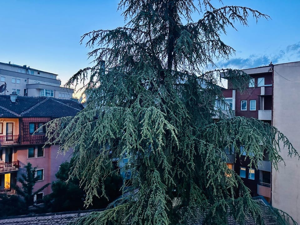 Day, Garden view