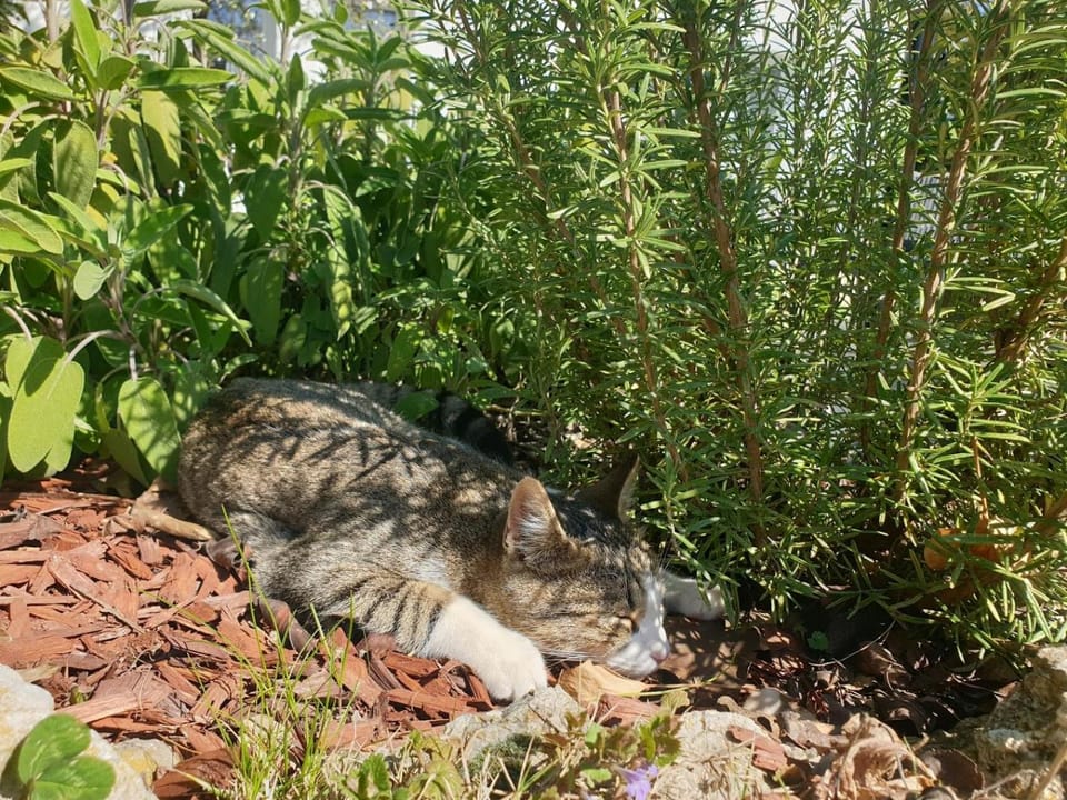 Spring, Day, Garden