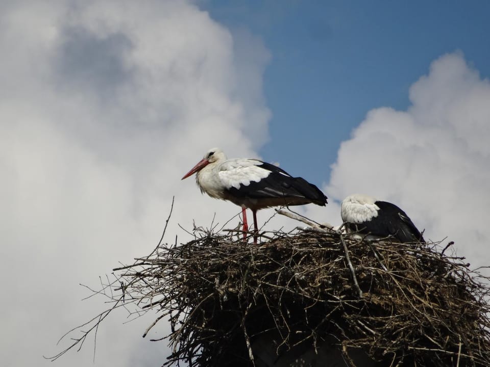 Animals