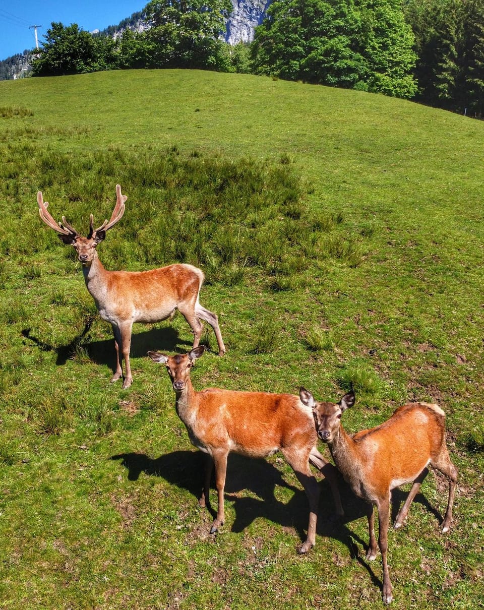 Natural landscape, Summer, Animals, On site