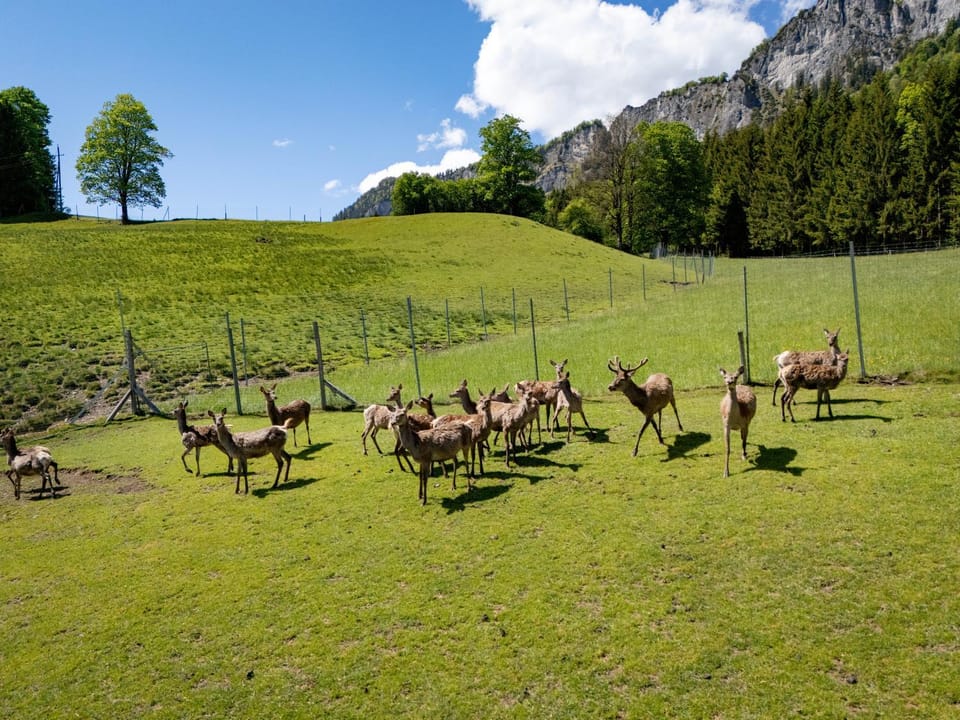 Natural landscape, Animals