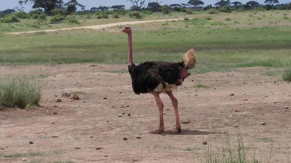 Animals