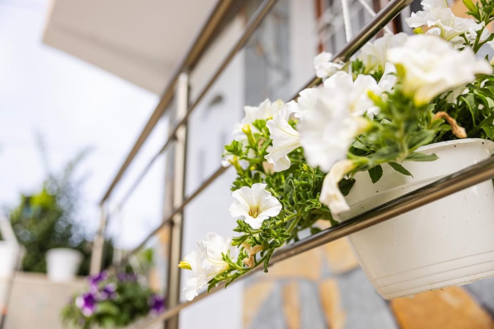 Spring, Day, Garden, Garden view