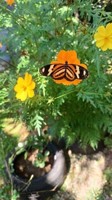 Spring, Garden, Animals, Garden view