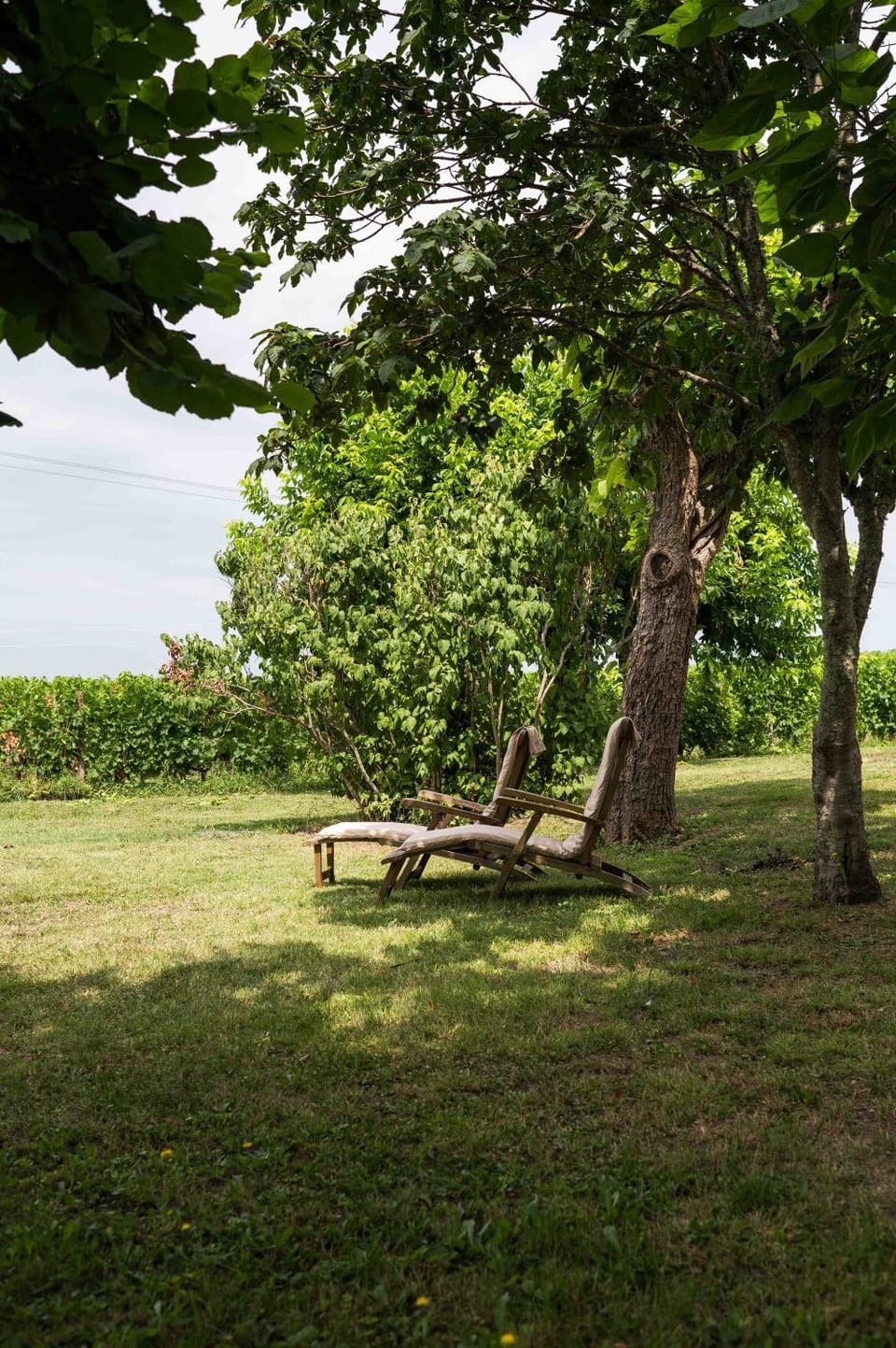 Natural landscape, Garden, Garden view, sunbed