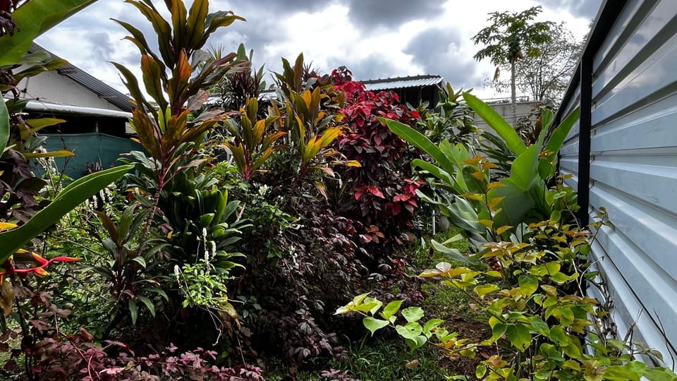 Garden view