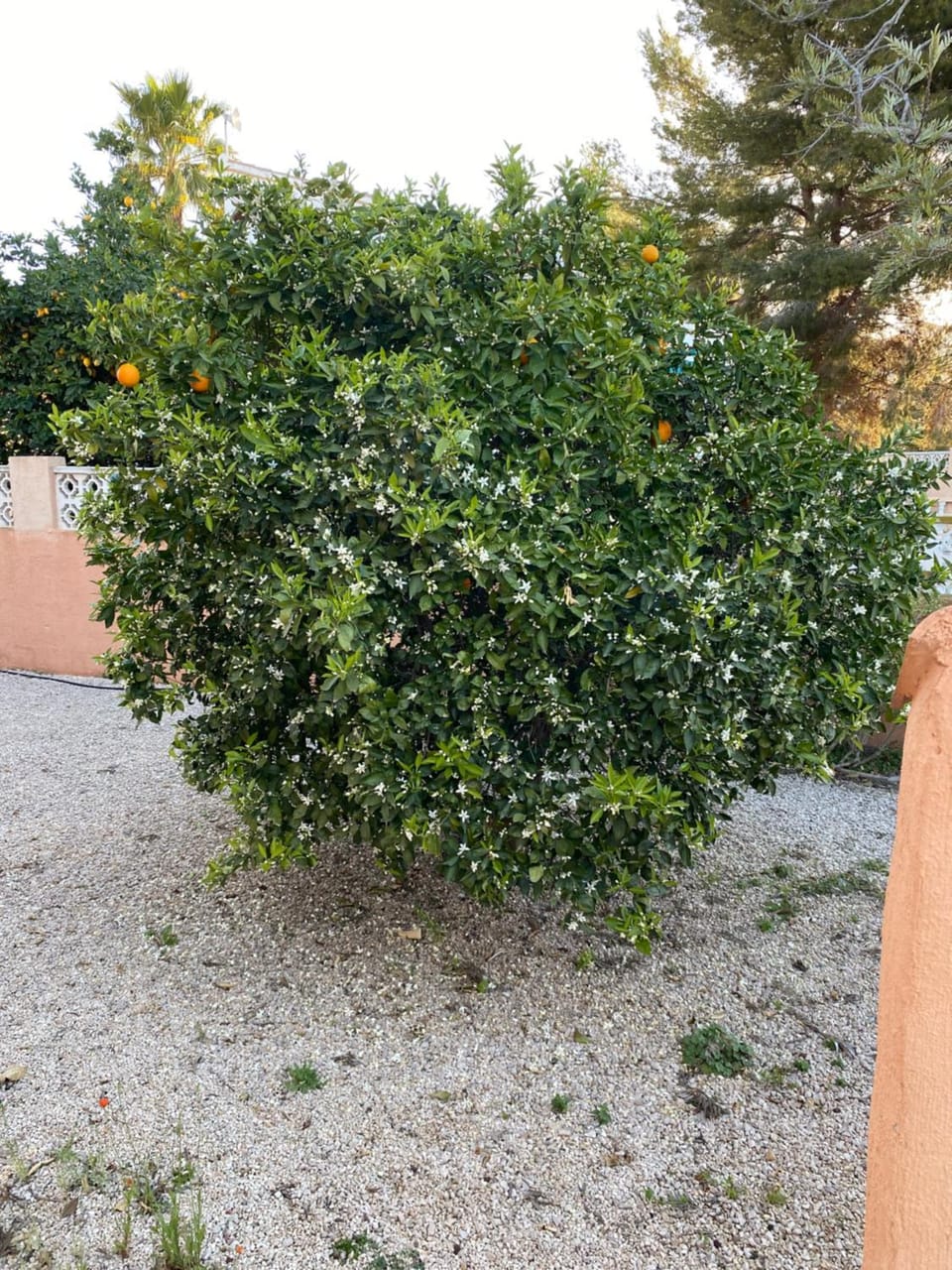 Garden, Garden view