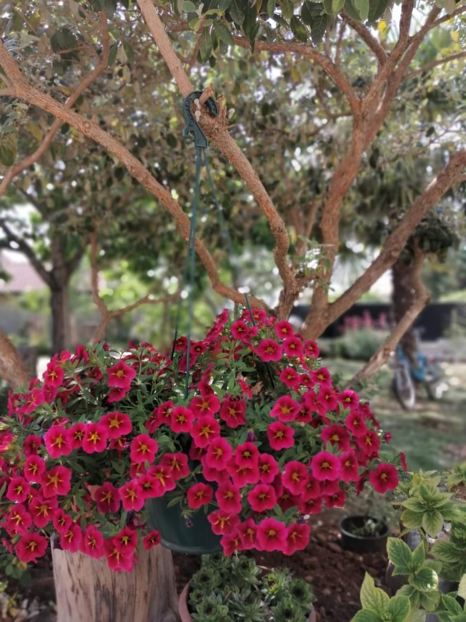 Garden view