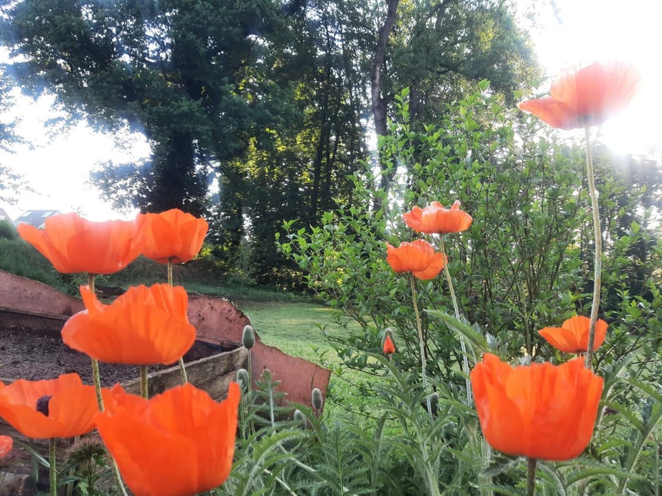 Garden view