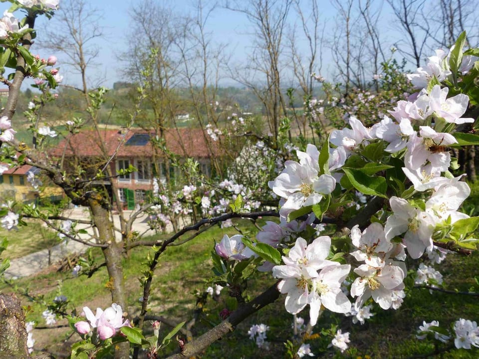 B&B Il vecchio pero Bed and Breakfast in Piedmont