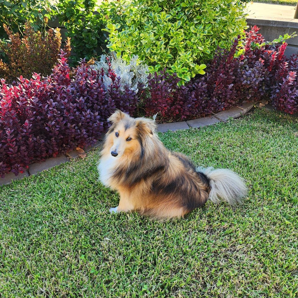 Pets, Garden view