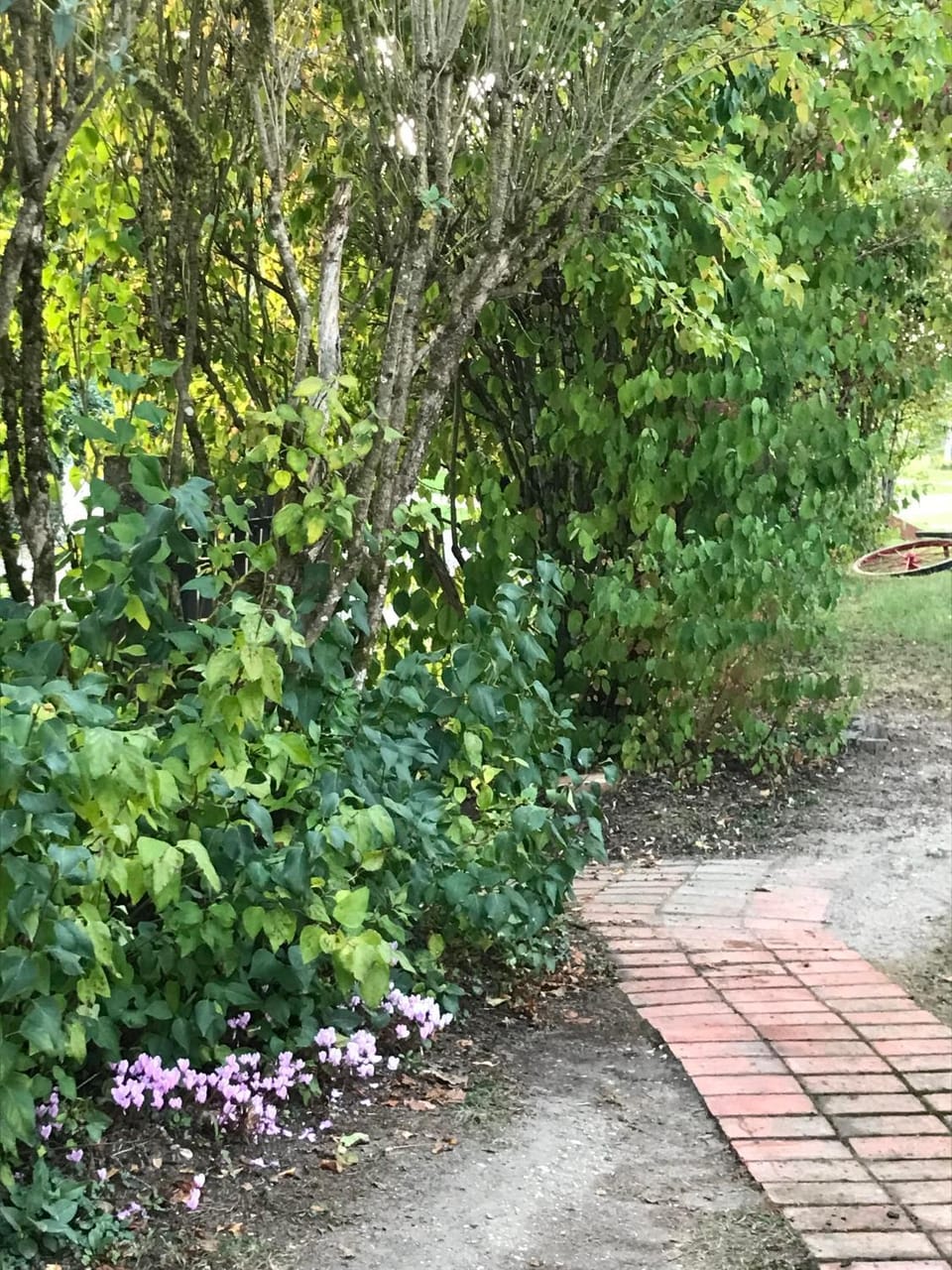 Garden view