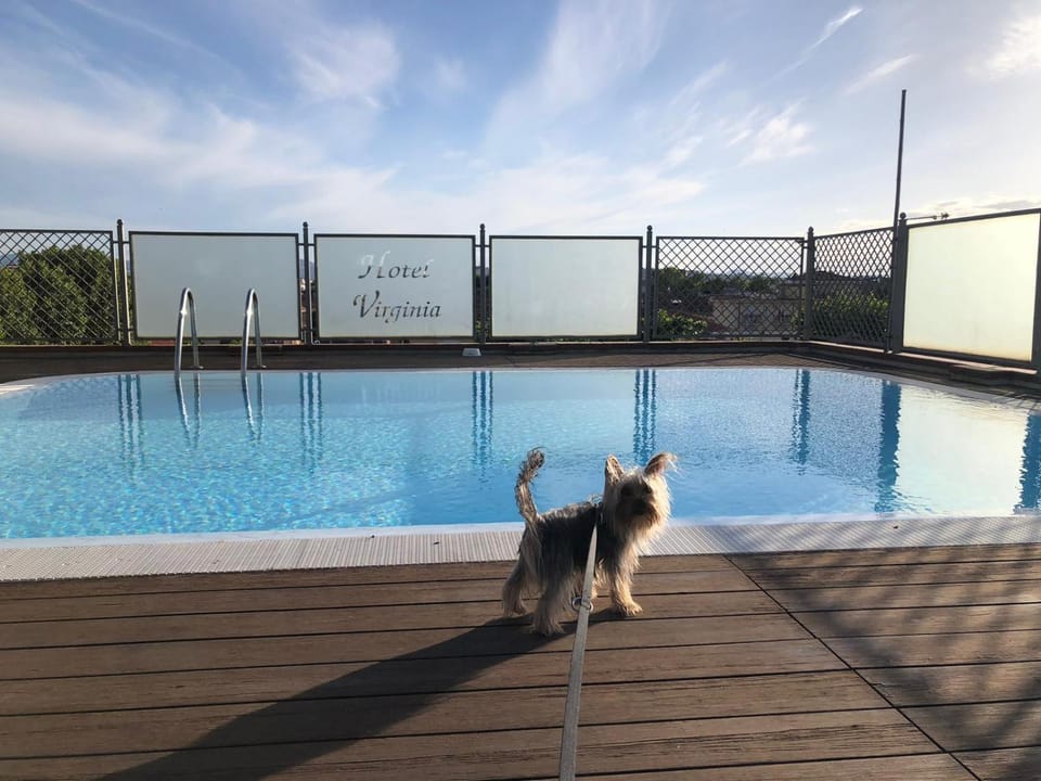 Pets, Swimming pool, Swimming pool
