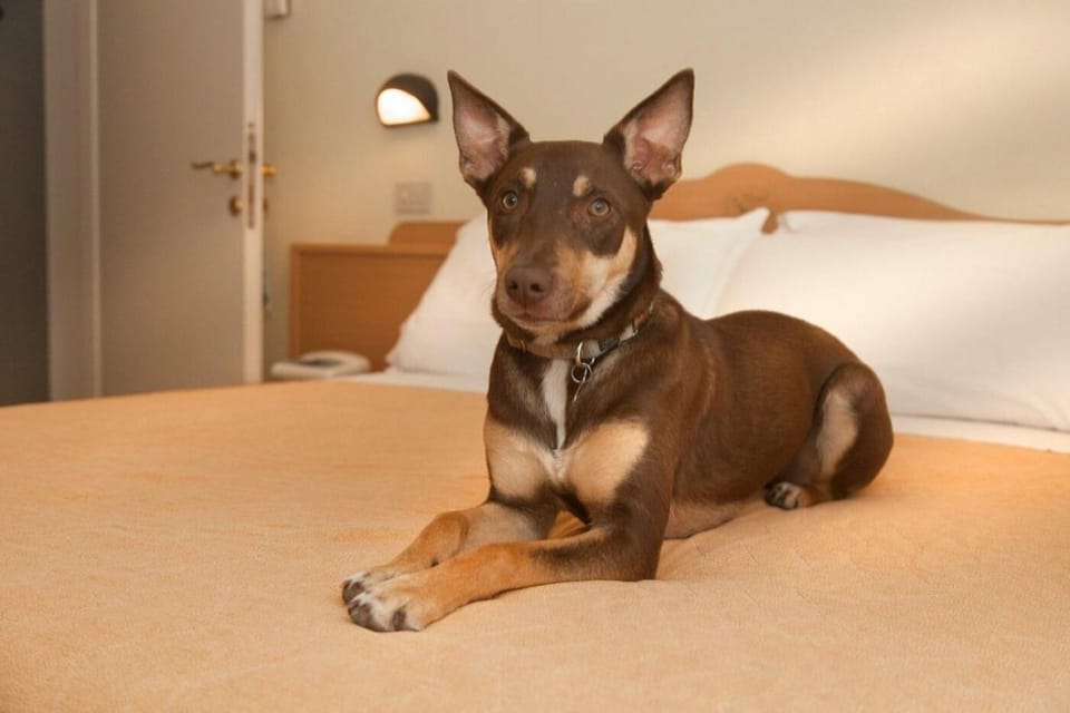 Bedroom, Pets