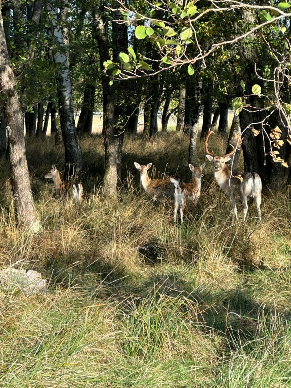 Animals
