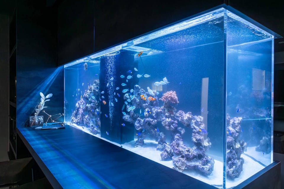 Photo of the whole room, Animals