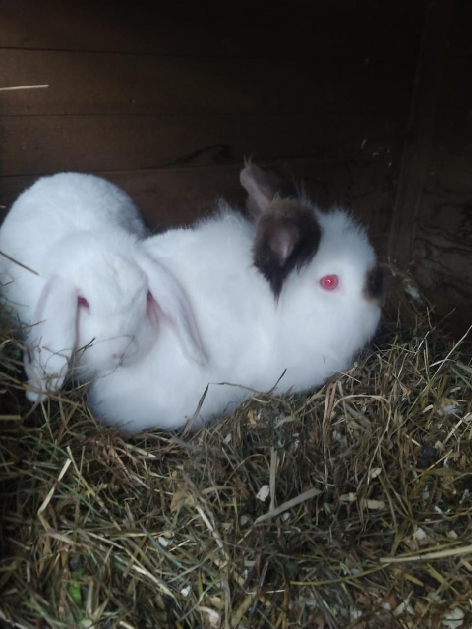 Haus Abendrot Apartment in Vorarlberg, Austria