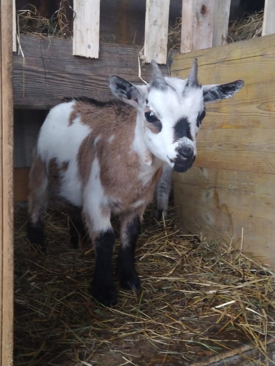 Haus Abendrot Apartment in Vorarlberg, Austria