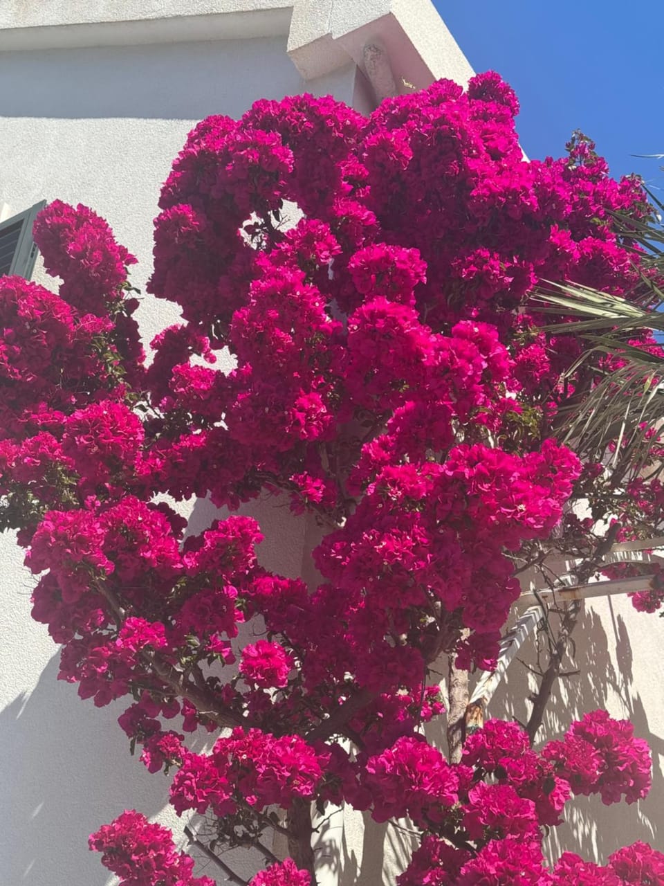 Villa Via - apartment Lemon Apartment in Split-Dalmatia County