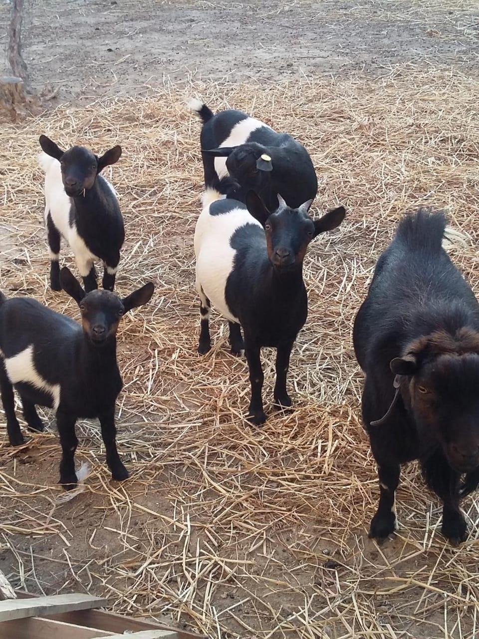 Animals, Pets