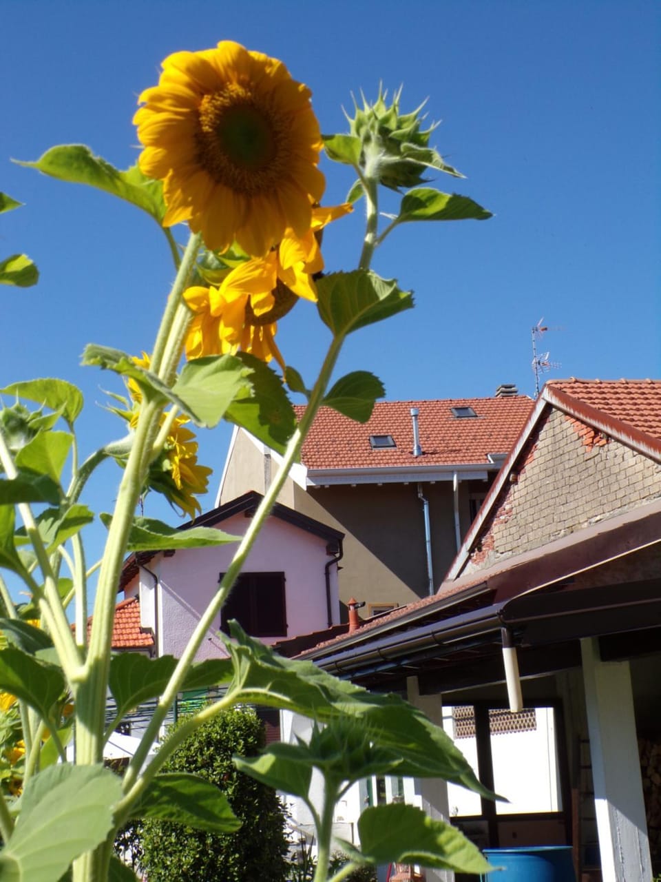 Property building, Day, Summer, Garden, Garden view