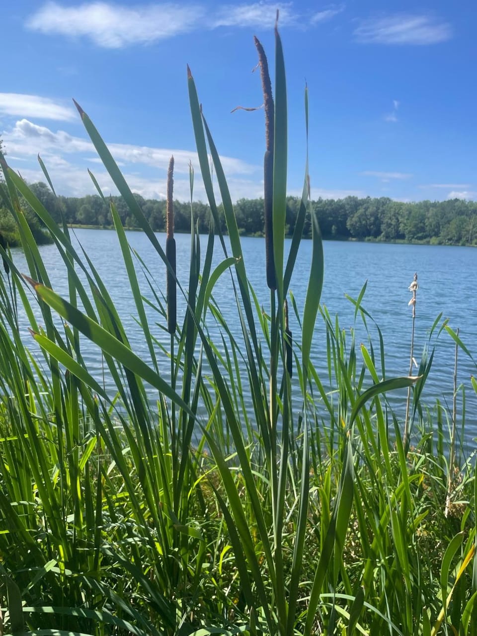 Lacuna VITA by Sonnevijver Residences House in Limburg (province)