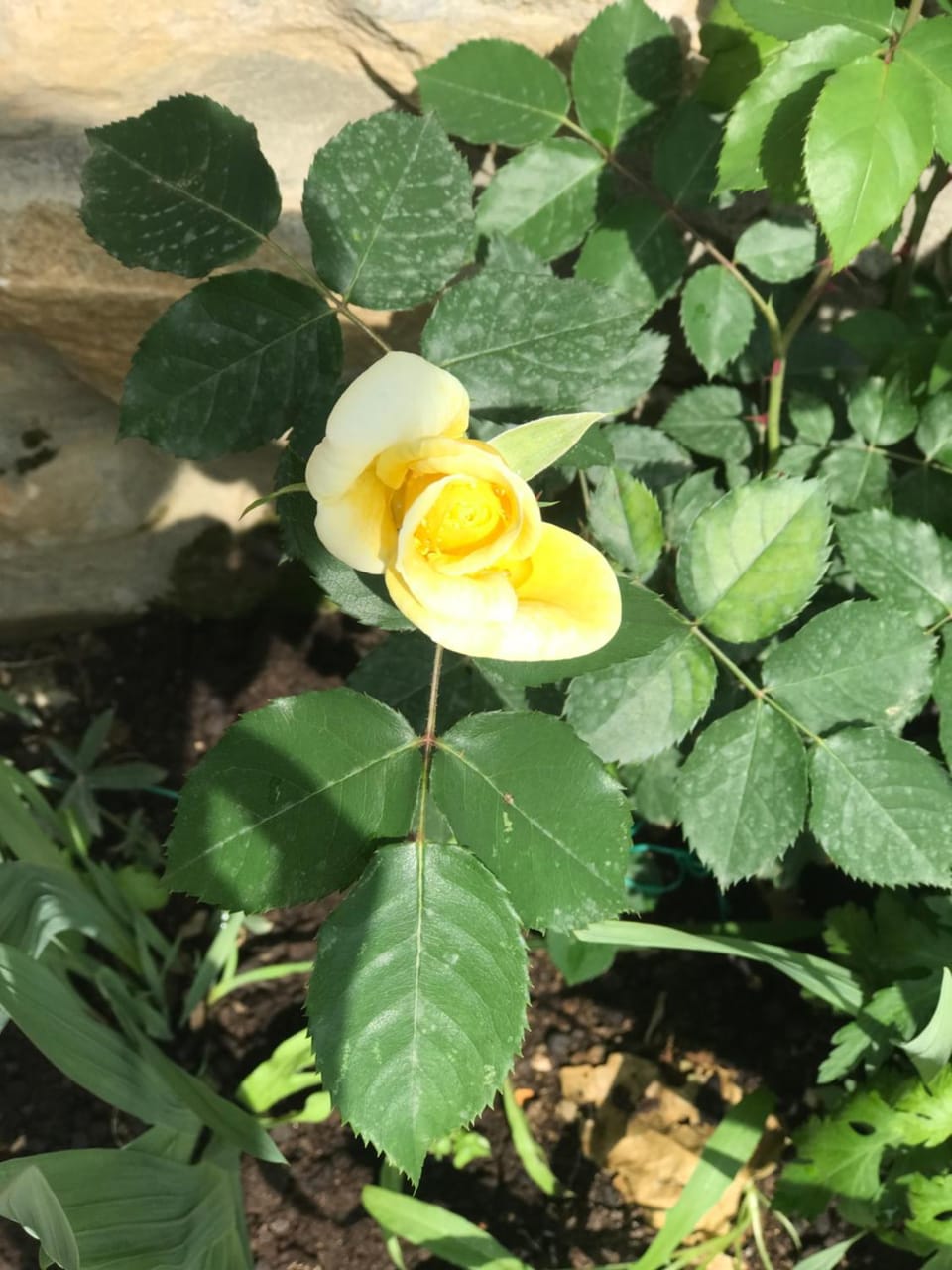 Gogo Moustache Guest House Bed and Breakfast in North Macedonia