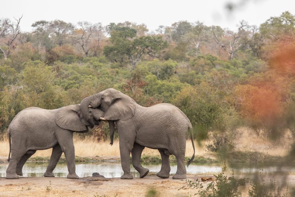 Animals