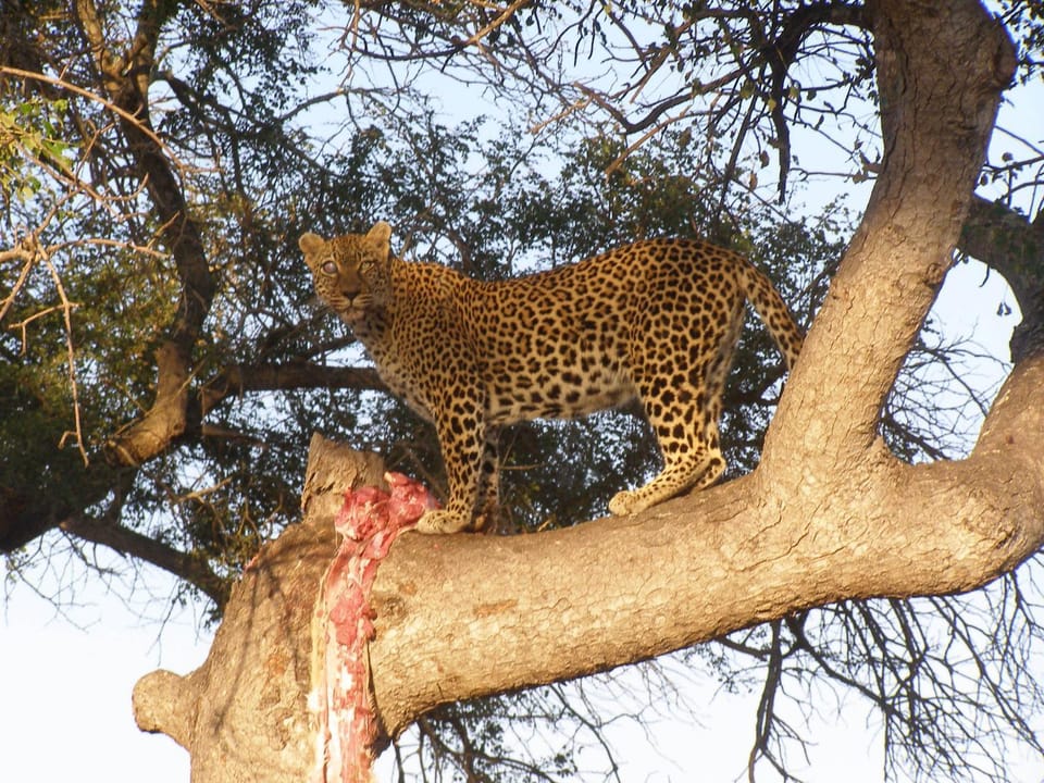 Day, Animals