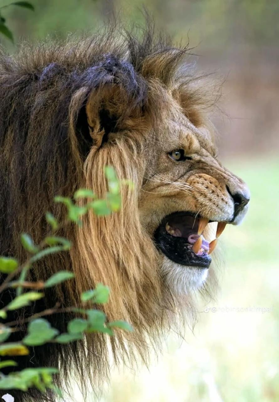 Esam Safari Bed and Breakfast in Kenya