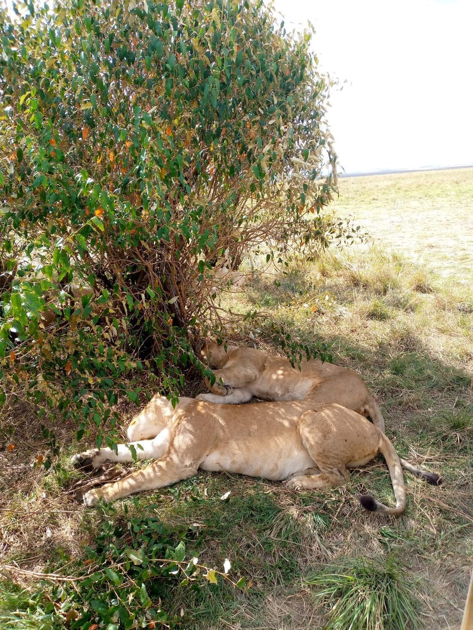 Esam Safari Bed and Breakfast in Kenya