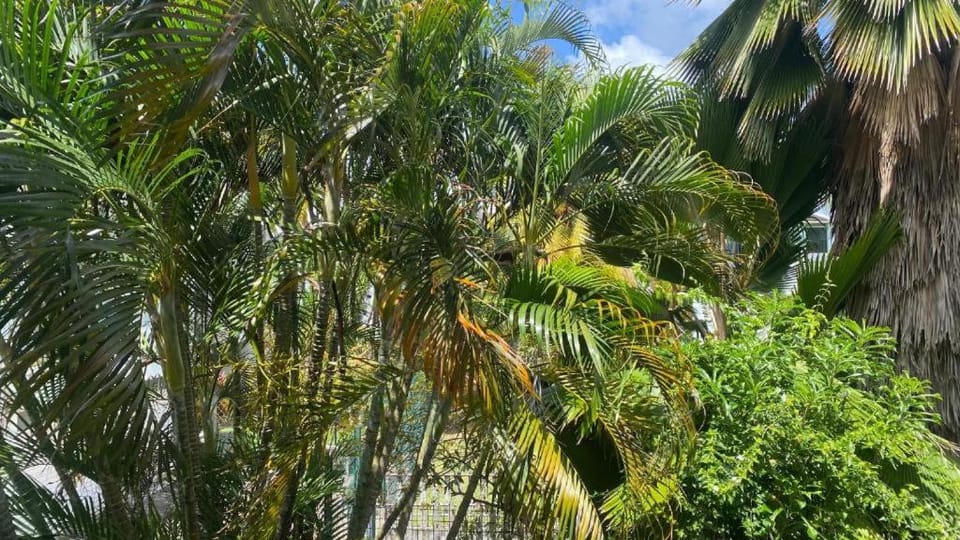 Garden view