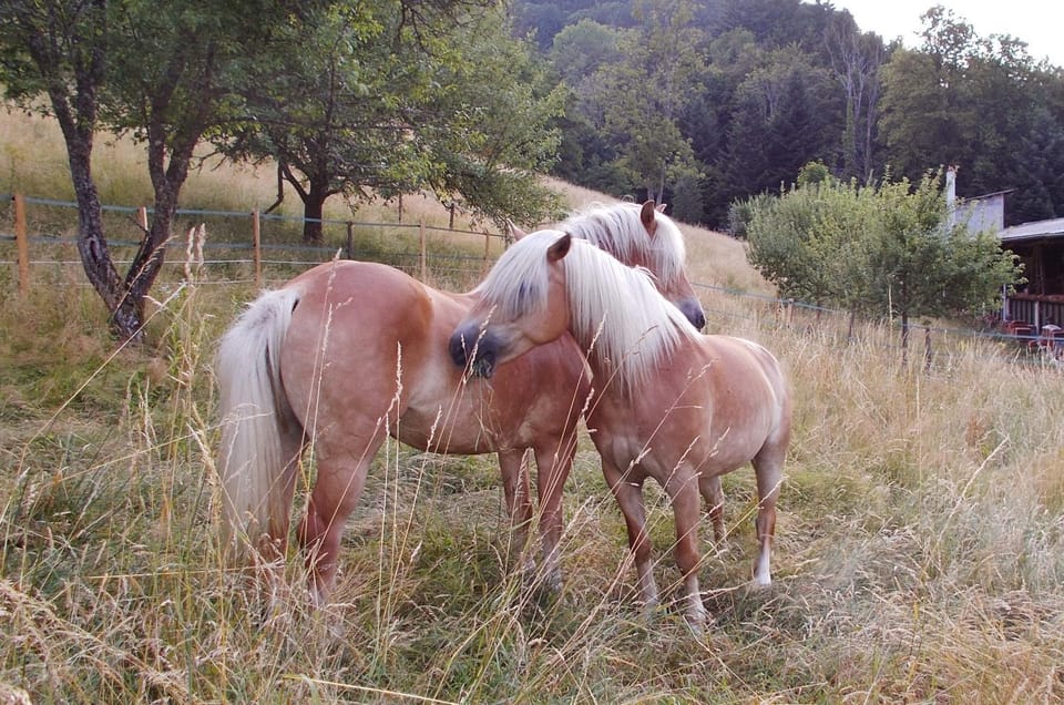 Horse-riding
