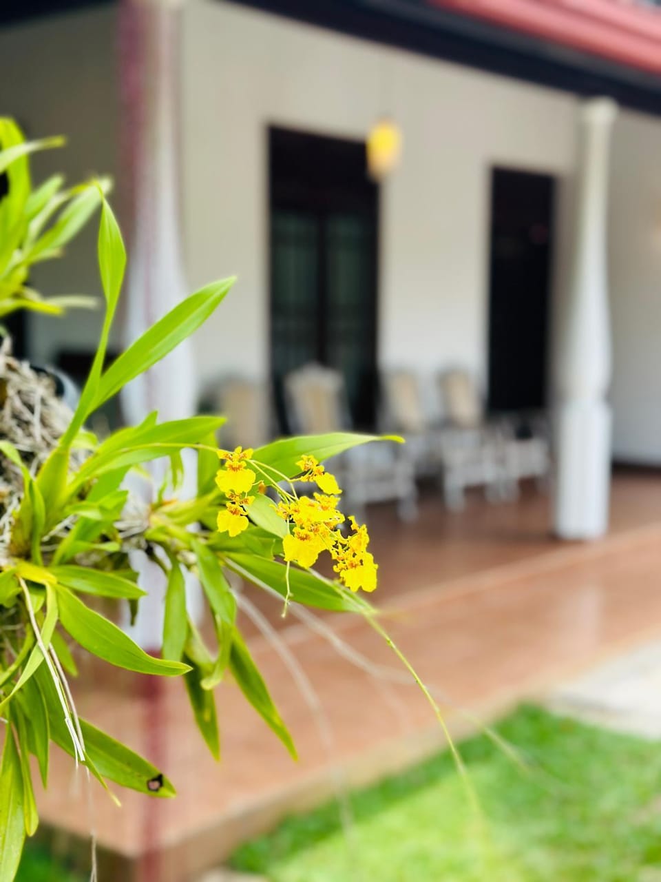 Patio, Garden view