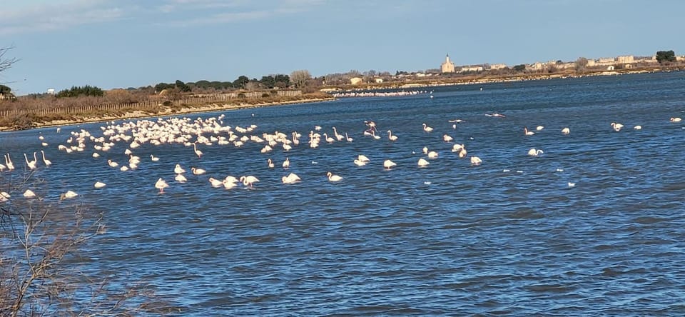 Le Flamand Rose à 300 de la plage - 400m du centre ville Apartment in Le Grau-du-Roi