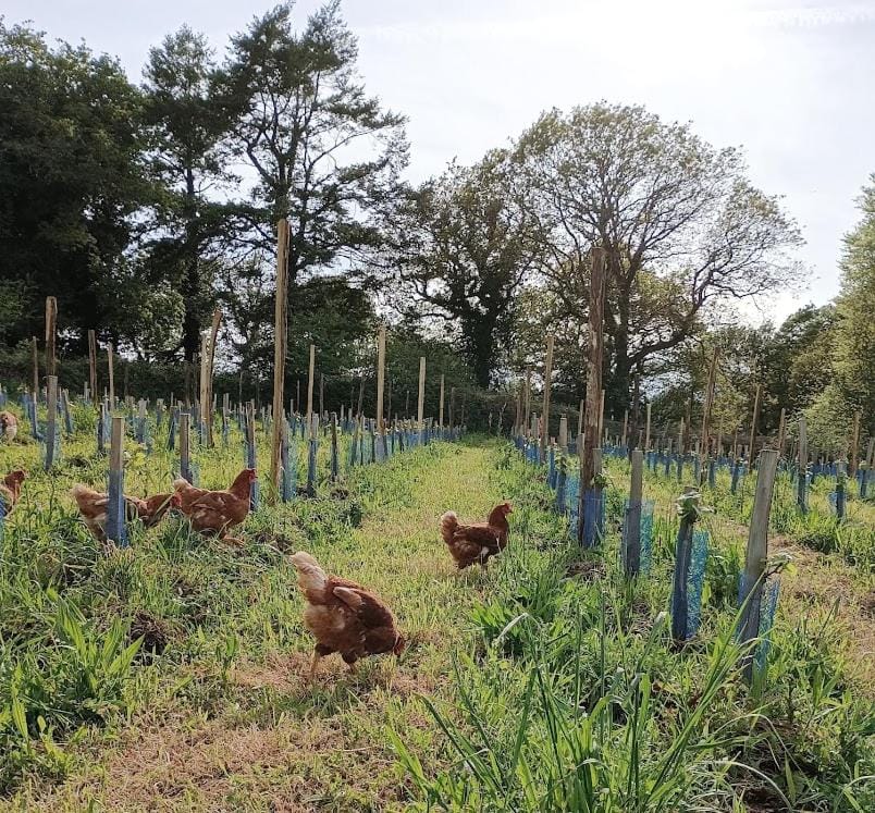 Tonneau bulle insolite, vue sur vignoble Luxury tent in Douarnenez