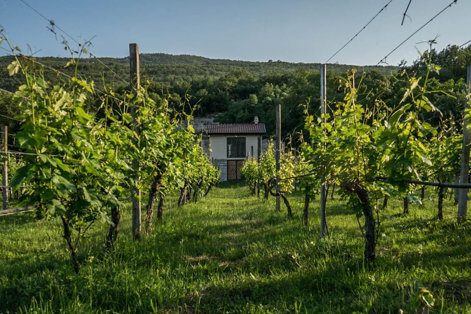 Spring, Neighbourhood, Natural landscape, Garden view, Mountain view