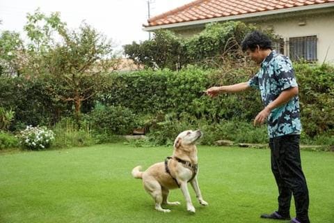 Property building, Day, Pets