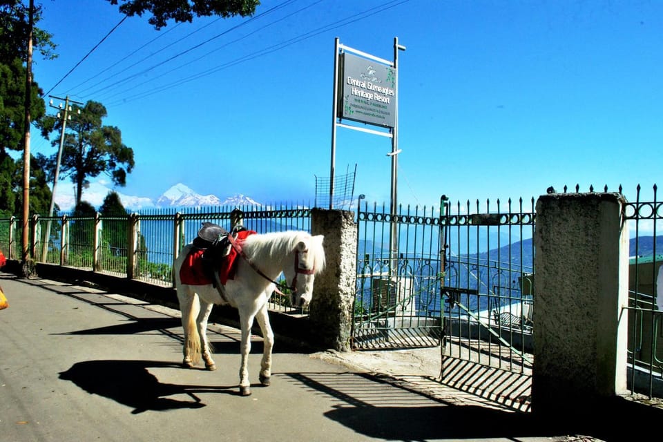 Horse-riding, Animals, Pets