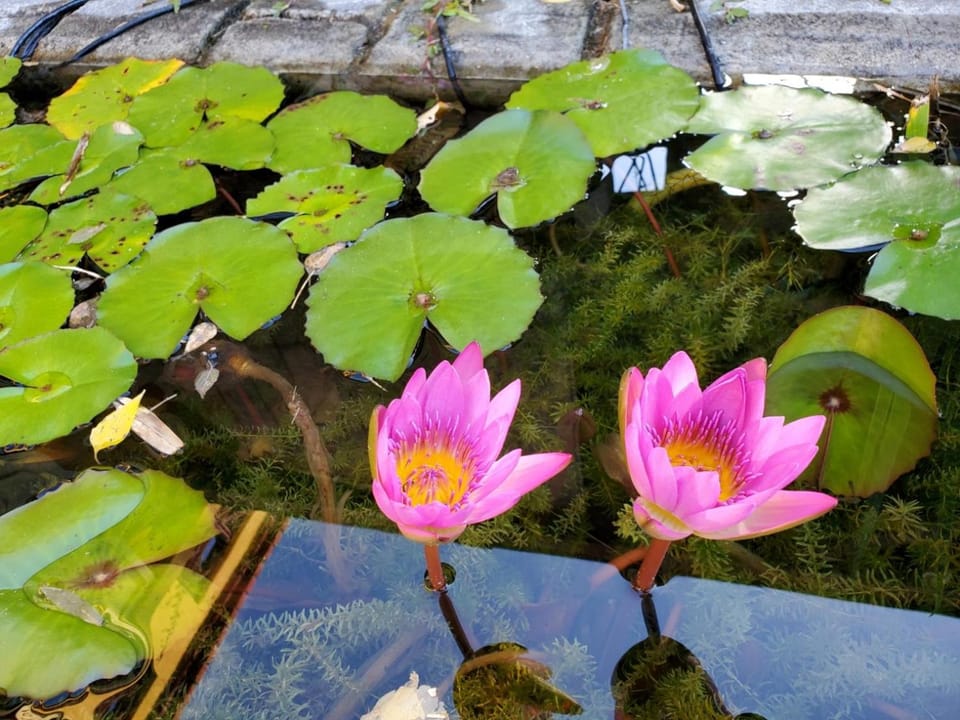 墾丁牧場Villa Kenting Pasture - Villa B&B Bed and Breakfast in Hengchun Township