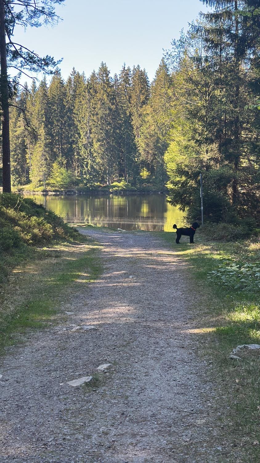 HAUS AM SEE - Natur Pur Apartment in Titisee-Neustadt
