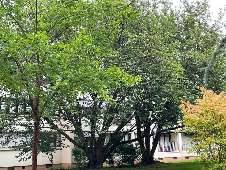 Property building, Spring, Garden, Garden view
